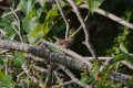 House Wren 2013-10-12_1